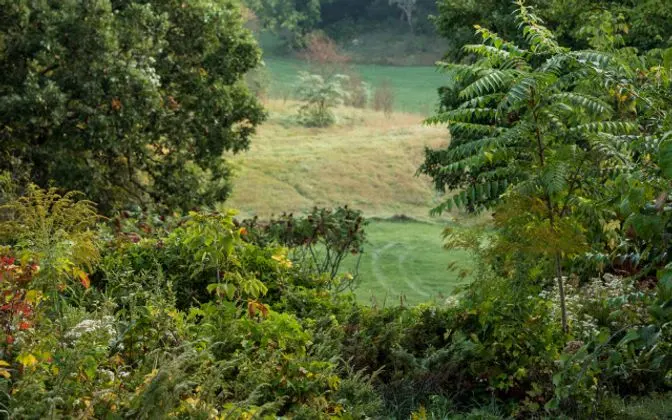 A field seen through trees and shrubs